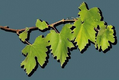 Druivenbladeren