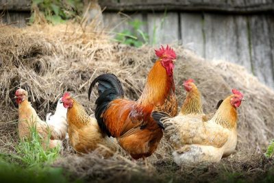 Gevuld kiprolletje met olijfoliesabayon, spinazie en pasta