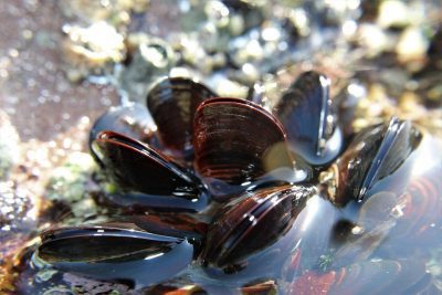 Mossels