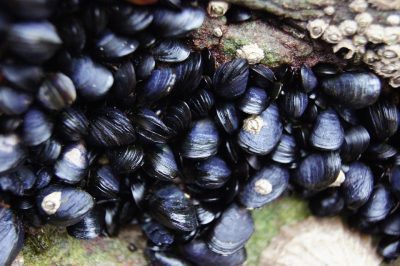 Mossel groenteragout in pureerand