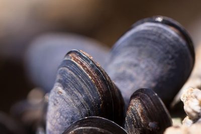 Mossel chorizospiesjes