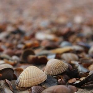 Mosselen met sperziebonen
