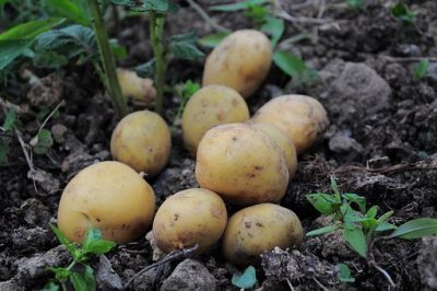 Aardappellinten