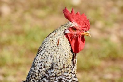 Ajam paniki met verse koriander, gewokte prei en paprika en knoflooknoedels