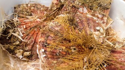 St Jakobsschelpen met milde knoflooksaus