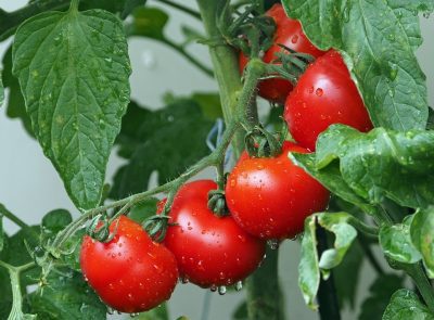 Tomatenbrood met geitenbrie