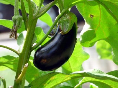 AUBERGINES GEVULD MET LAMSGEHAKT
